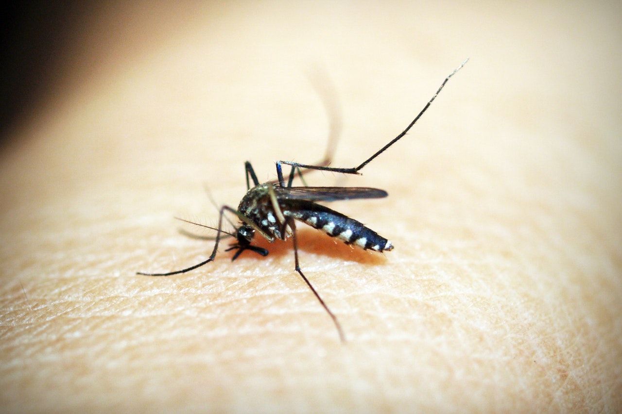 Skuteczne sposoby na komary, kleszcze i muszki
